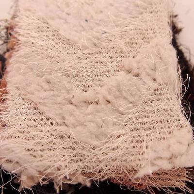 每日精選丨與眾不同的二次工藝?yán)俳z